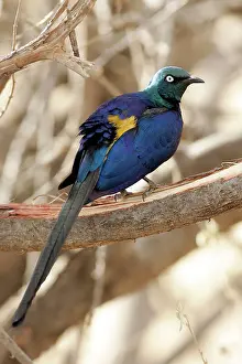 Regius: Golden-breasted Starling