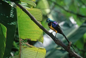 Jurong: Golden-breasted Starling