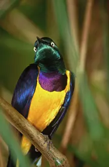 Sturnidae: Golden-breasted Starling