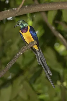 Jurong: Golden-breasted Starling