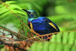 Regius: Golden-breasted Starling / Royal Starling