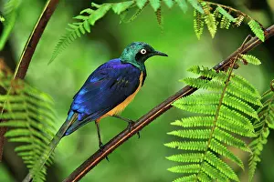 Regius: Golden-breasted Starling / Royal Starling