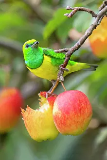 Orchards: Golden-Browed Chlorophonia are in the family Fringillidae