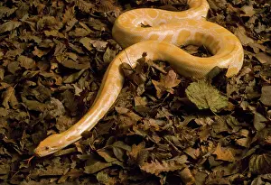 Bivittatus: Golden Burmese Python - albino
