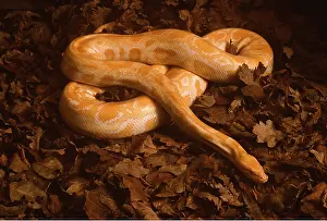 Albino: GOLDEN BURMESE PYTHON - Albino