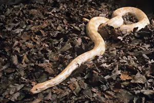 Albino: GOLDEN BURMESE PYTHON - ALBINO