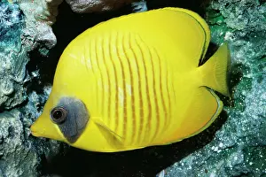 Chaetodon: Golden Butterfly Fish