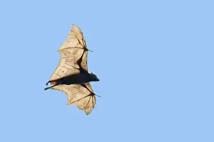 310119: Golden-capped Fruit Bat - in flight Acerodon jubatus