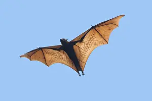 Bats: Golden-capped Fruit Bat - in flight Acerodon jubatus