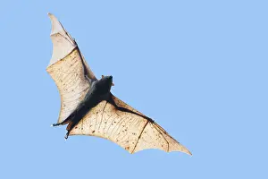 Bats: Golden-capped Fruit Bat - in flight Acerodon jubatus