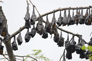 Bats: Golden-capped Fruit Bat - group roosting Acerodon