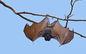310119: Golden-capped Fruit Bat - open wings at roost Acerodon