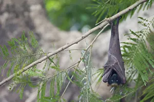 Bats: Golden-capped Fruit Bat - roosting Acerodon jubatus