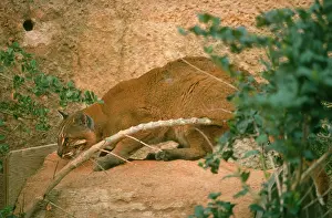 Temmincki: GOLDEN CAT