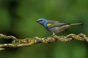 Paulo: Golden-chevroned Tanager, Atlantic Forest, Sao Paulo