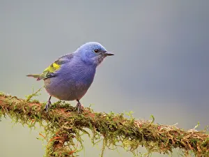 Tanager: Golden Chevroned Tanager Thraupis ornate Atlantic