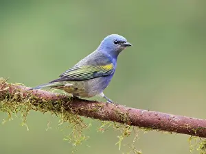 Tanager: Golden Chevroned Tanager Thraupis ornate Atlantic