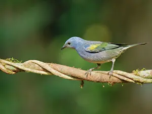 Tanager: Golden Chevroned Tanager Thraupis ornate Atlantic