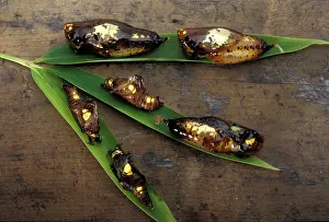 Coccoon: Golden chrysalids - several species on a leaf
