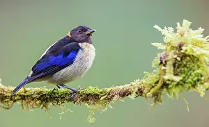 Home: Golden-collard honeycreeper at home in the endangered