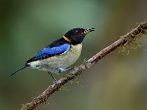 Shade: Golden-collared Honeycreeper (Iridophanes pulche