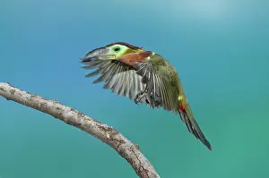 Alighting: Golden-Collared Toucanet