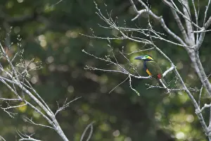 Selenidera: Golden-collared Toucanet