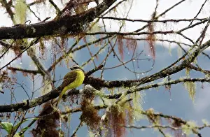 Chrysocephalus: Golden-crowned Flycatcher - on moss and lichen-covered