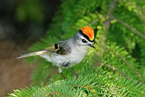 Kinglet: Golden-crowned Kinglet