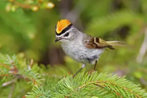 Kinglet: Golden-crowned Kinglet