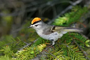 Kinglet: Golden-crowned Kinglet