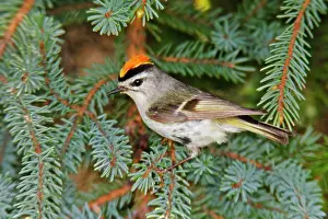 Kinglet: Golden-crowned Kinglet