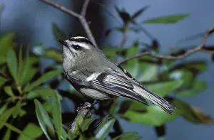 Kinglet: Golden-Crowned Kinglet