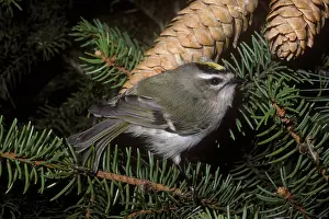 Kinglet: Golden-crowned Kinglet