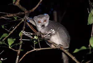 Sapindaceae: Golden-Crowned LEMURS - female eating flowers of