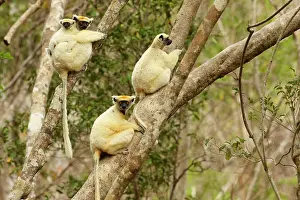 Sifaka: Golden-crowned Sifaka