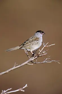 Zonotrichia: Golden-crowned Sparrow