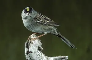 Atricapilla: Golden-Crowned Sparrow