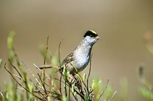Atricapilla: Golden-crowned Sparrow