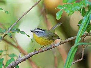 Bill Coster: Golden Crowned Warbler Basileuterus culicivorus