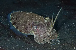 January: Golden Cuttlefish