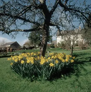 Daffodils: Golden daffodils under an Apple Tree