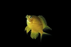 Damsel: Golden damsel, Amblyglyphidodon aureus, Walindi, West New B