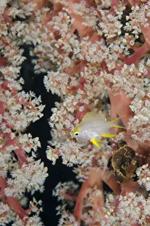 Damsel: Golden Damsel - Juvenile in coral fan - Liberty
