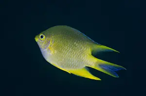 Damsel: Golden Damsel - Liberty Wreck dive site, Tulamben
