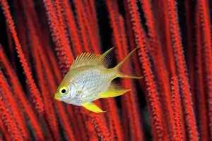 Damselfish: Golden damselfish (Amblyglyphidodon aureus) in front