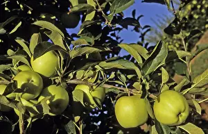 Apples: Golden Delicious Apples