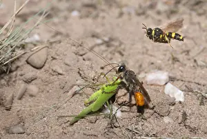 Falcata: Golden digger wasp (Sphex funerarius) reporting