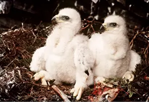 Eagles: GOLDEN EAGLE - 4 weeks old