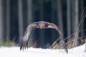 Zdarske: Golden Eagle